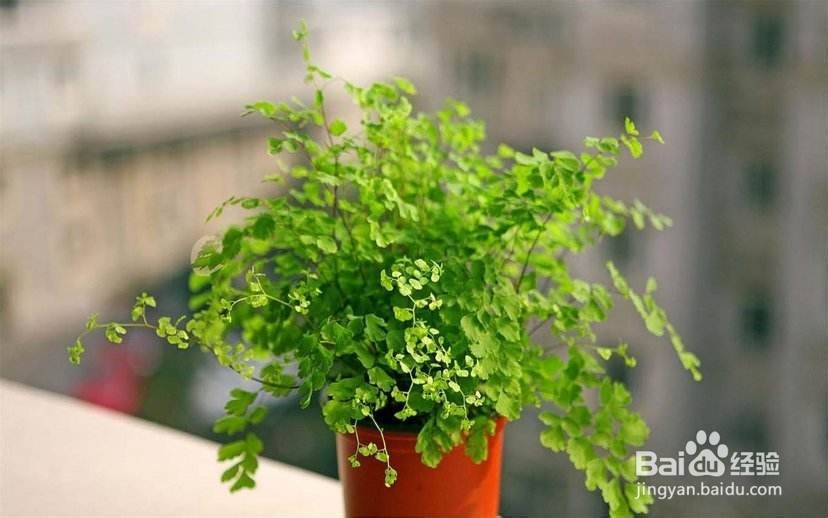 办公室里，办公桌上养什么绿植比较好