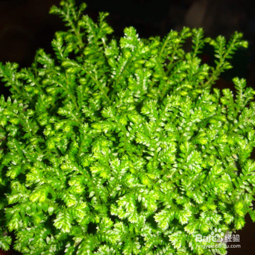 翠云草叶片干黄是怎么了？