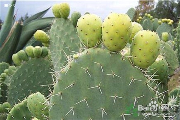 仙人掌的养殖方法和注意事项都有什么？