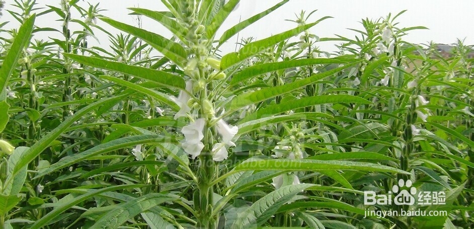 与鸡肉相克的食物