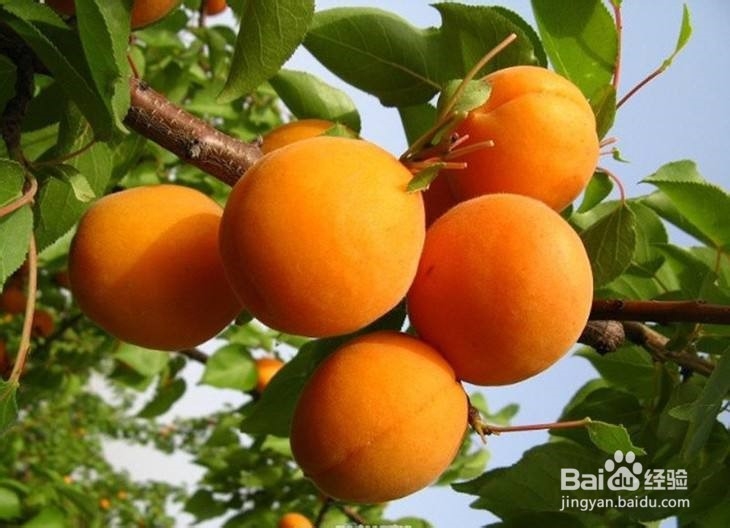 怎样保存杏子？