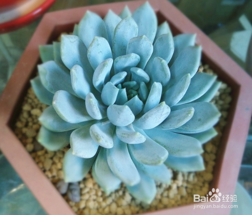 怎样养好多肉植物