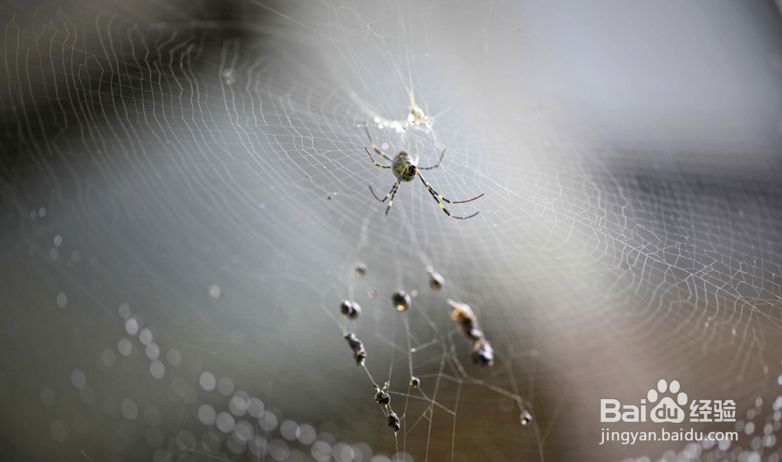 蜘蛛日常情况下吃什么好呢