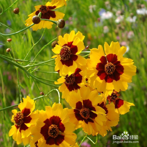 蛇目菊繁殖的方法有哪些？