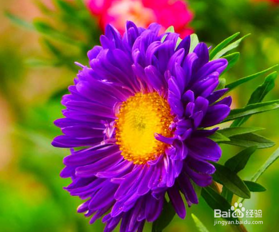 翠菊怎么养护？