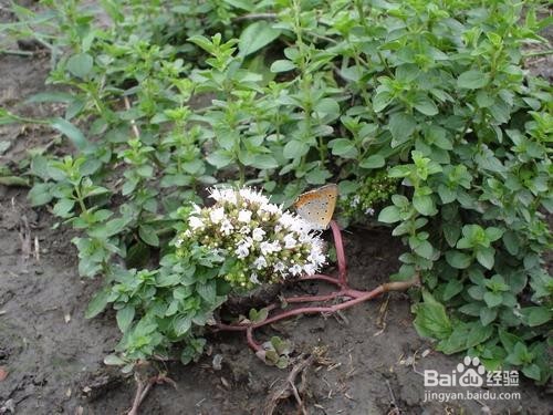 香草播种知识简介之野花薄荷、圆叶当归