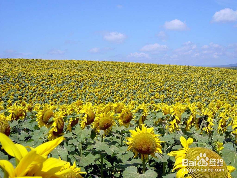 太阳花如何种植？