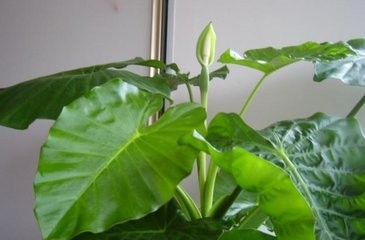 适合室内种植的花卉