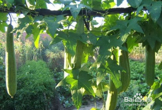 丝瓜水如何保存