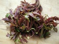 香椿芽炒鸡蛋的做法