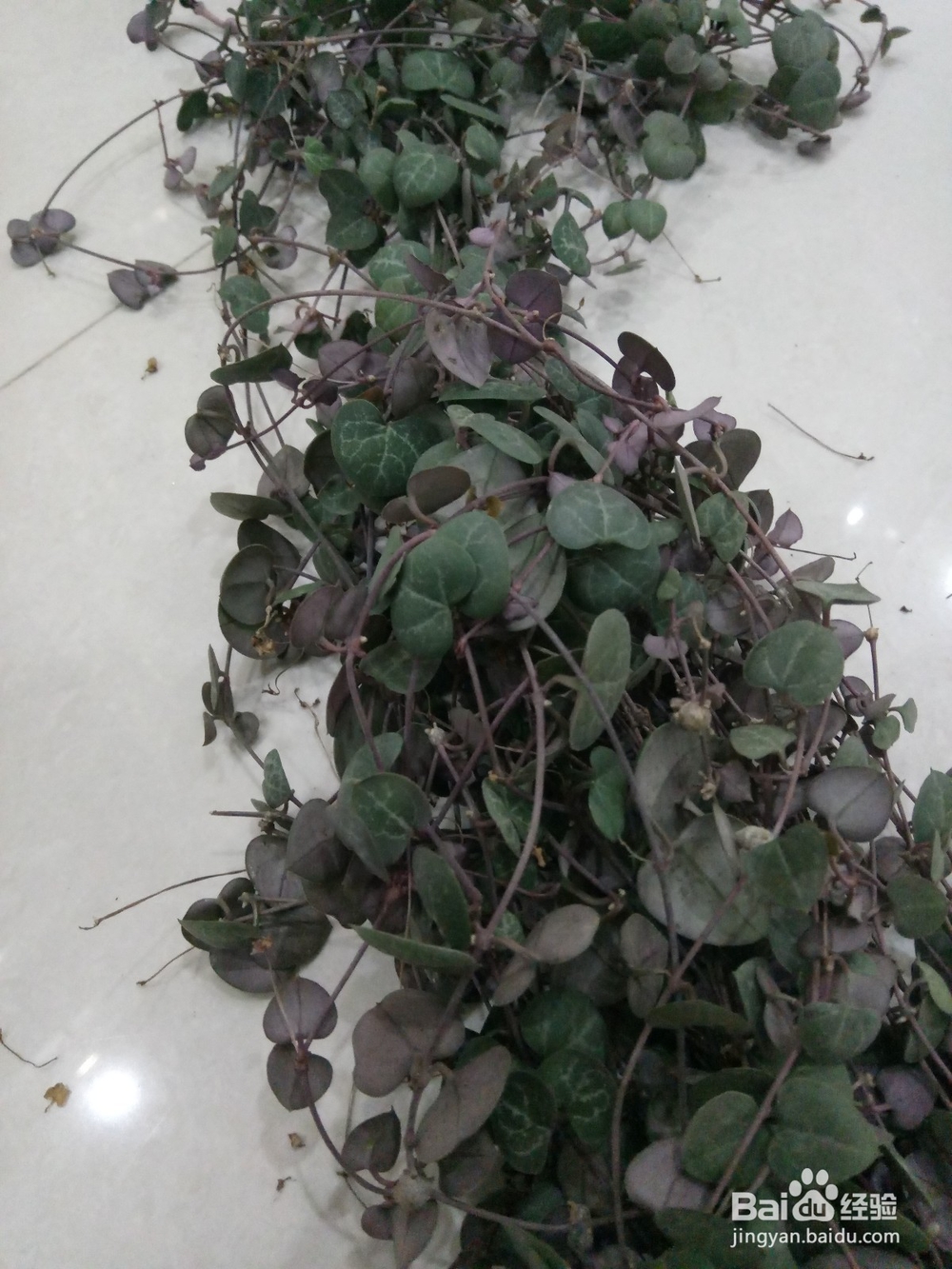 爱之蔓做成爱心盆栽的教程