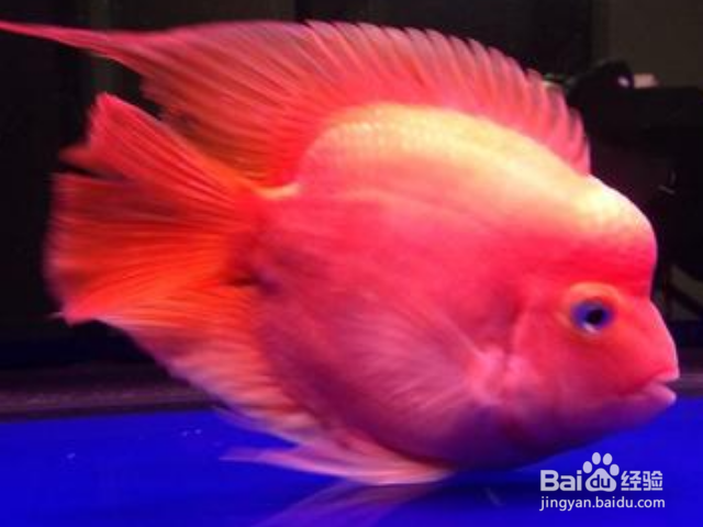 防止鹦鹉鱼打架的办法