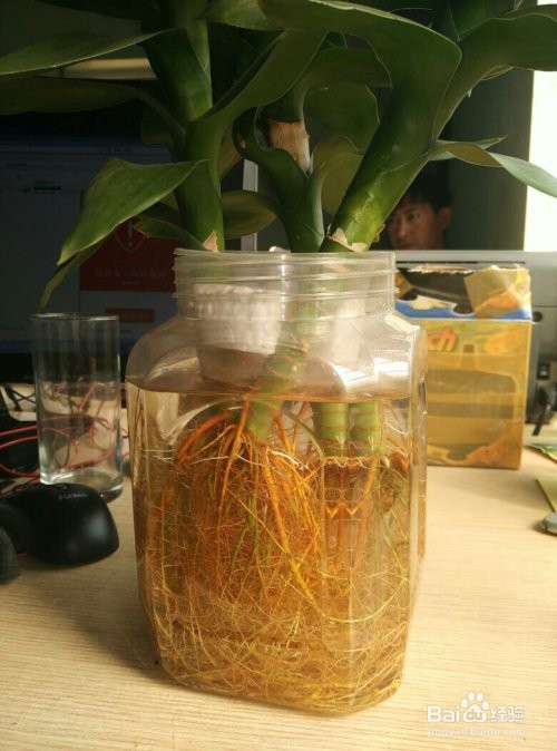 富贵竹的根须太多怎么处理?