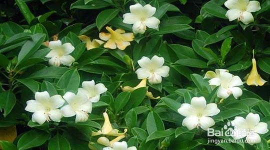 如何让非洲茉莉开花