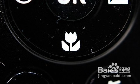 怎样使用单反相机拍摄微距照片