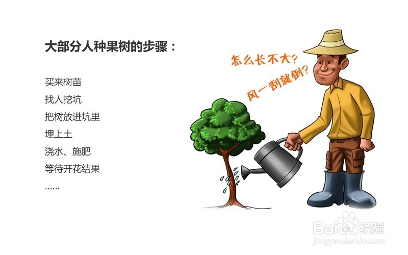 种果树树的正确方法