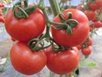 怎样防治番茄黄化曲化病毒病