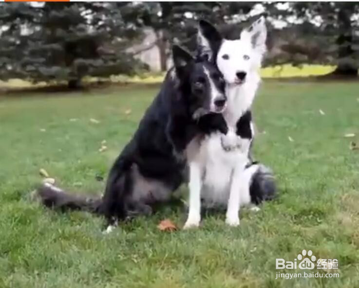 从未见过这么心急的汪星人，拍照这么有套路