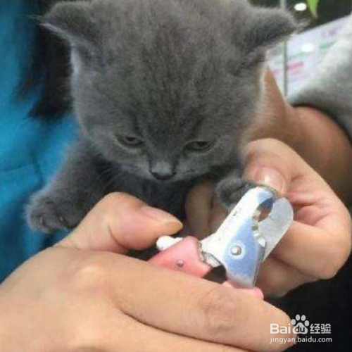 猫的指甲怎么剪