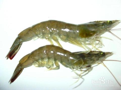 食品的选购之怎样鉴别虾是否新鲜：[7]
