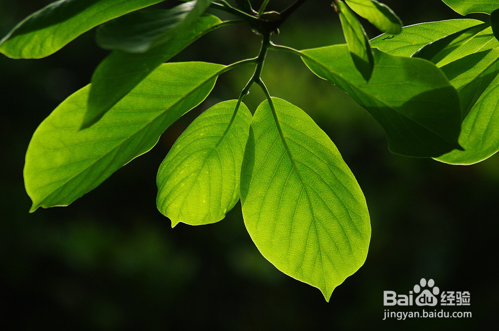 如何制作彩色透明树叶？