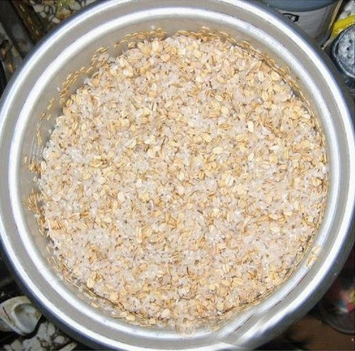 秋季保护好哈士奇的肠胃