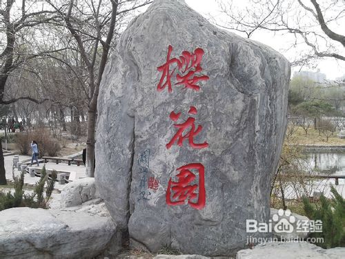 北京玉渊潭公园樱花节游记