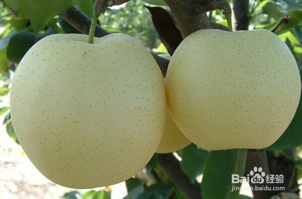 怎么挑新鲜水果——怎么挑梨