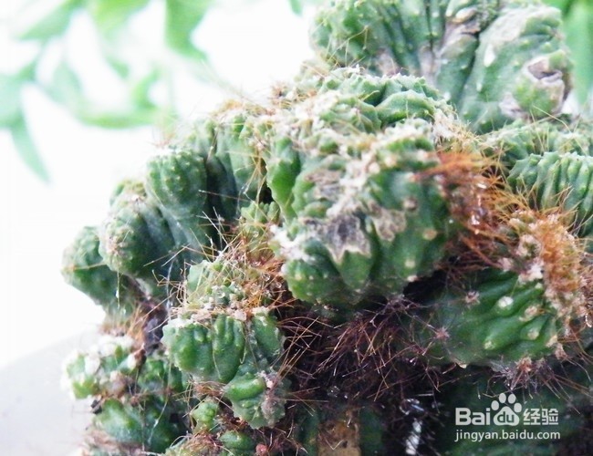 山影花卉的养殖方法