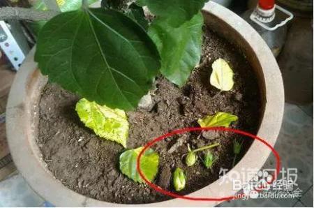 看花看叶看茎，花出了啥毛病，一眼就能看出来！