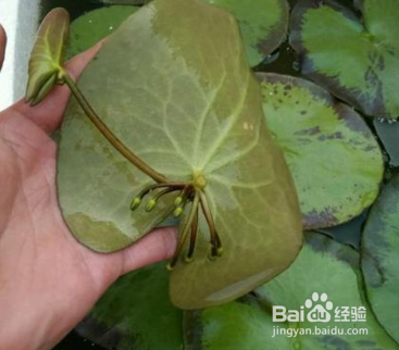 一叶莲叶子边缘黑了怎么办