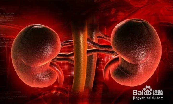 肾养就是养命、肾养需要注意的几点问题