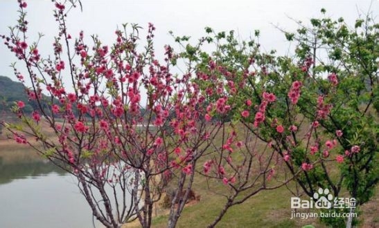 秋季桃树如何剪枝