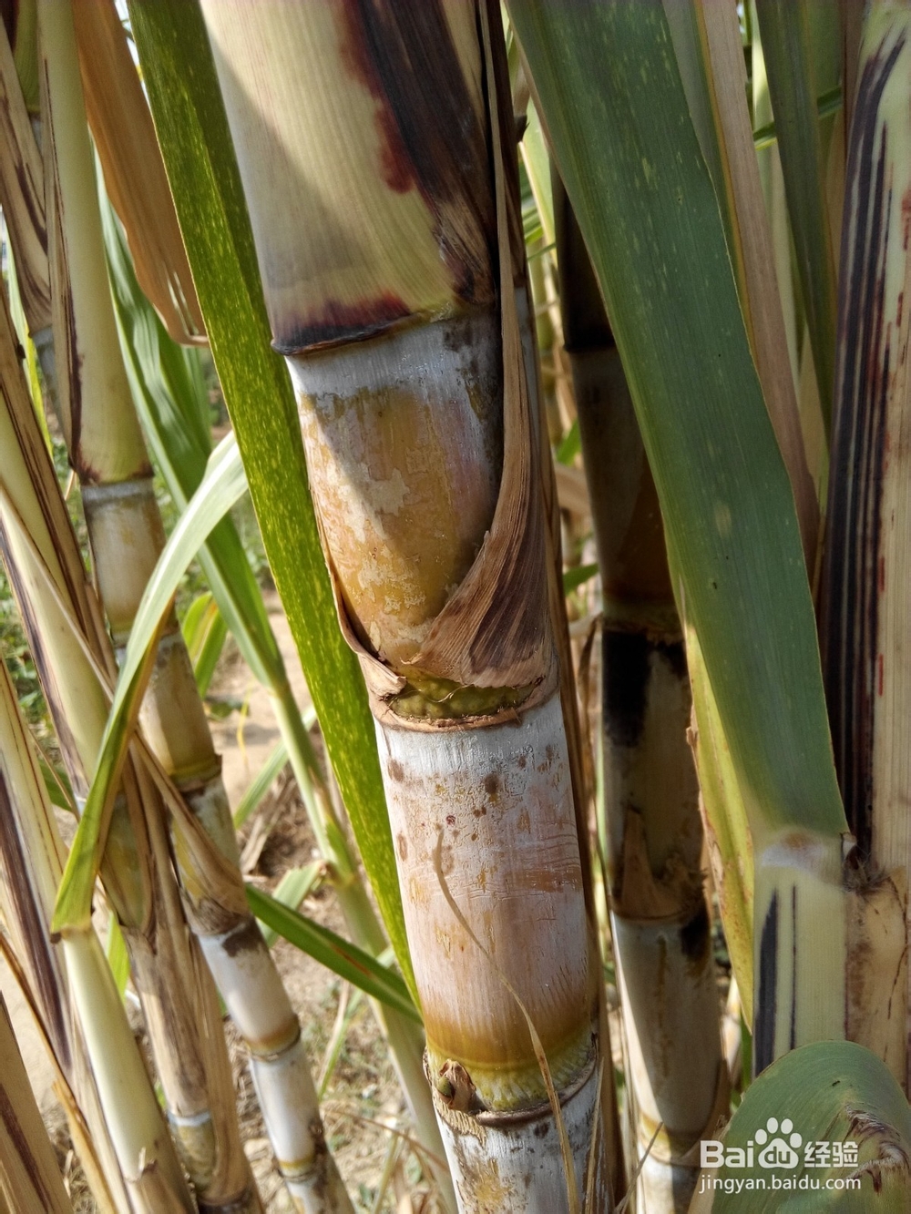 周末去哪里——带孩子去田间走走