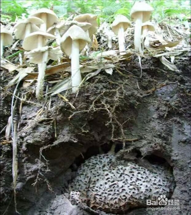 空气能鸡枞菇烘干机黑鸡枞烘干机的烘干效果