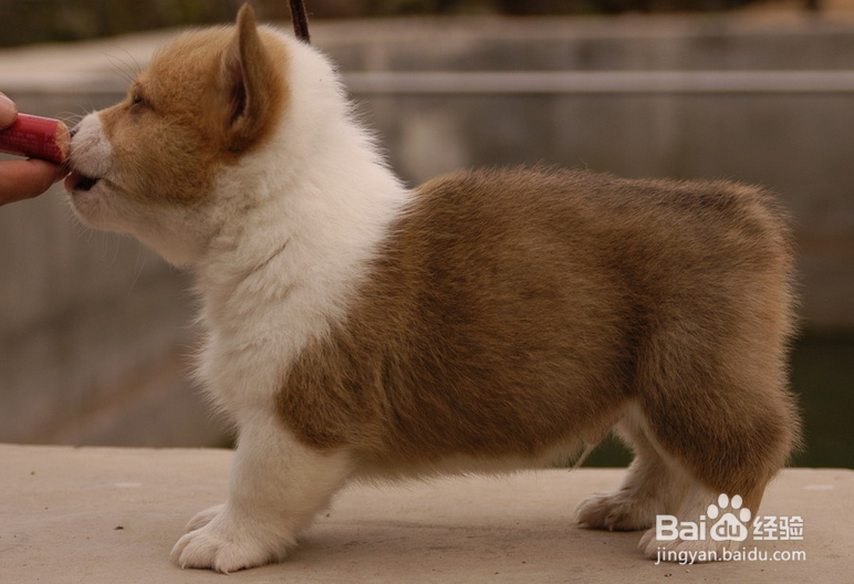 狗狗营养膏成分