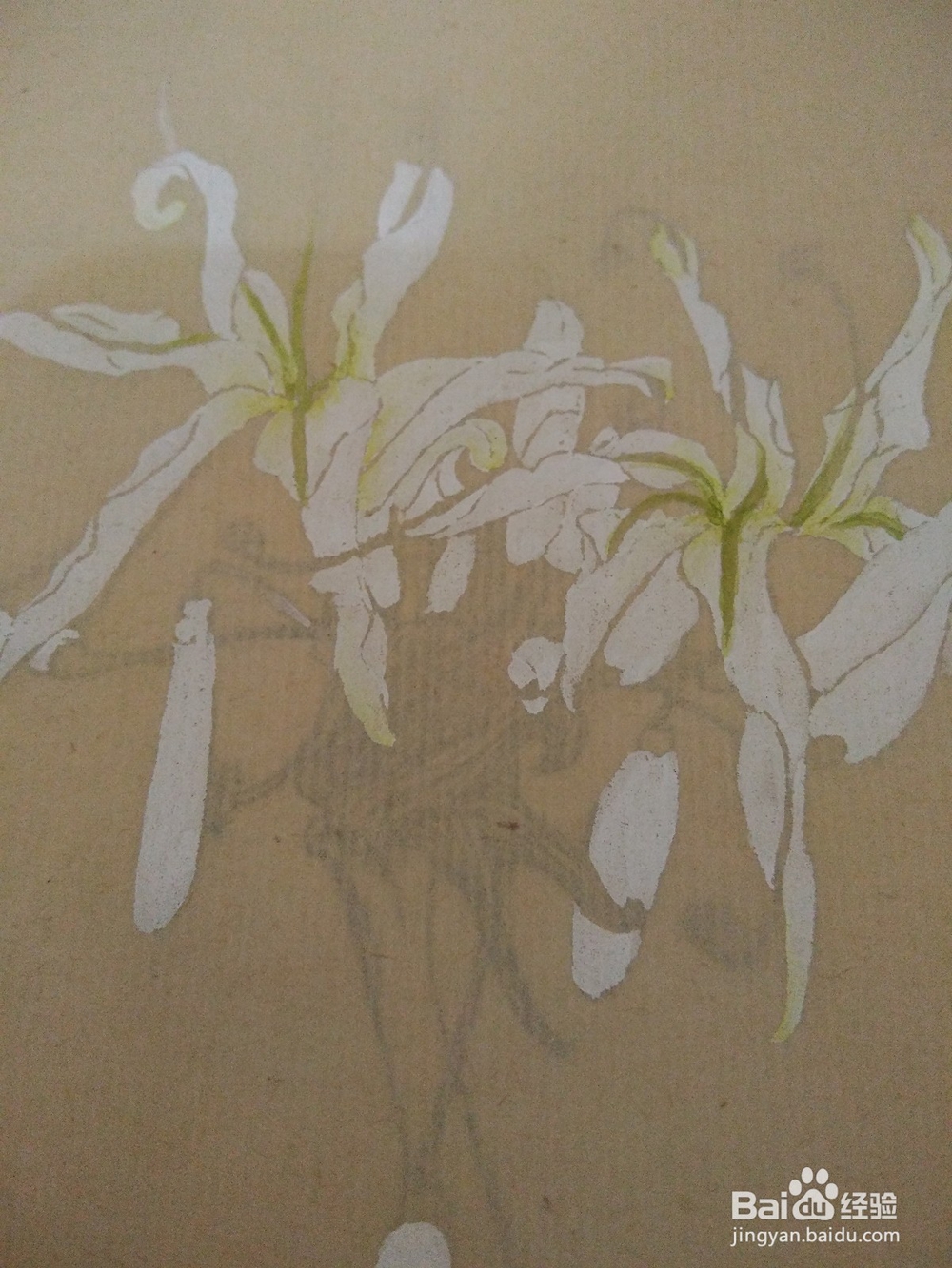 如何用没骨法画文殊兰