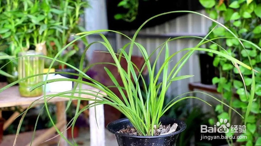 如何让兰花开花窍门