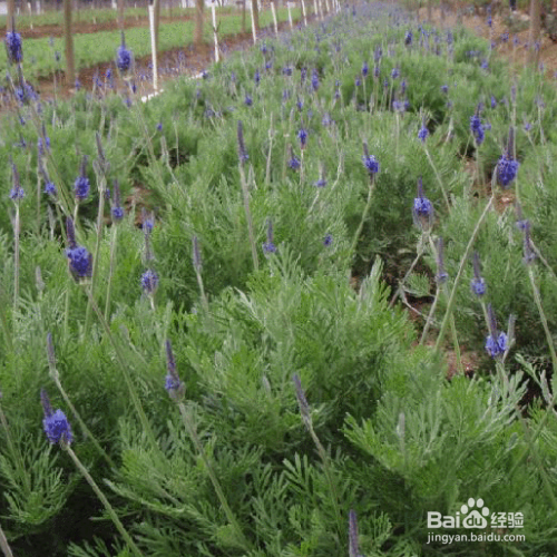 羽叶薰衣草的养殖方法和注意事项