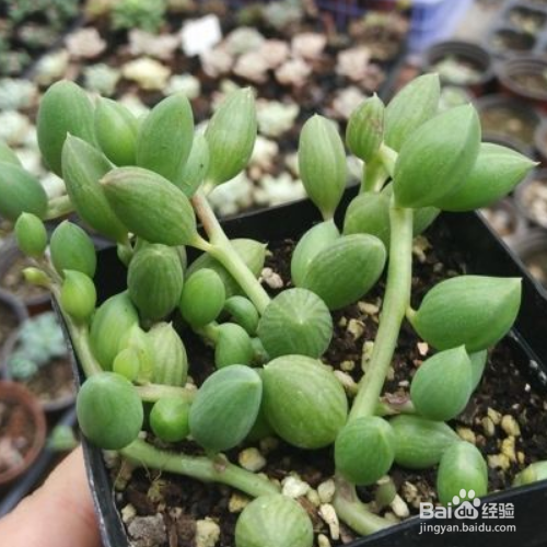 在家里怎么养殖大弦月城？