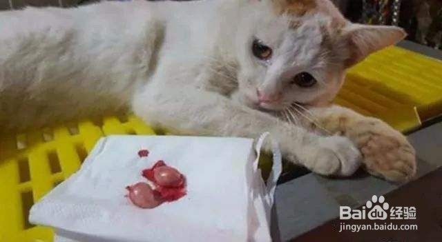 养一只猫需要多少成本