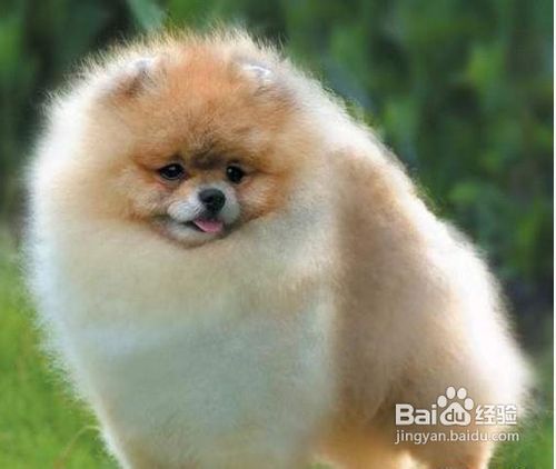 狗狗是否适合外出或旅行？