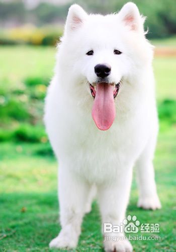 萨摩犬如何饲养