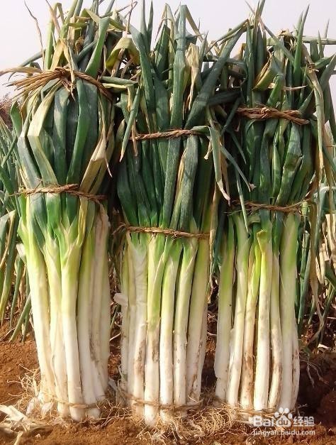 日常所吃的食物中,哪些是由祛病效果的?