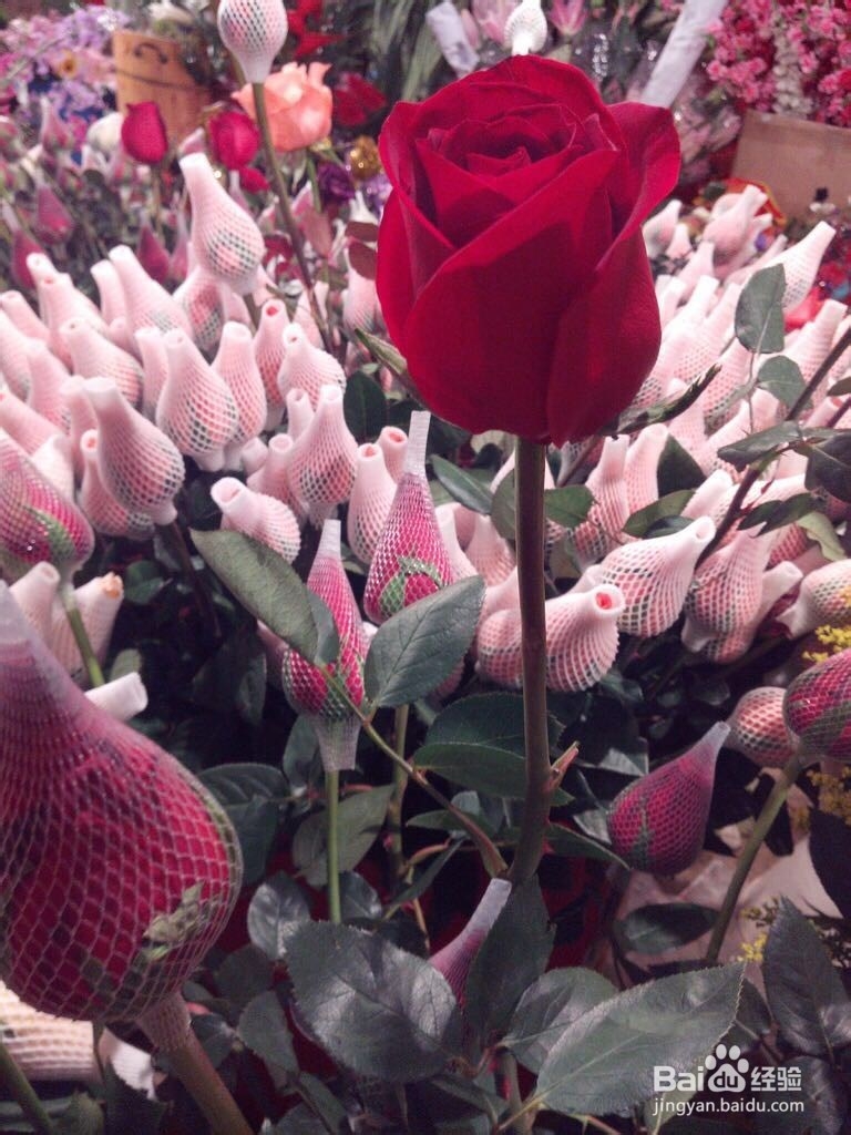 暑假社会实践ppt