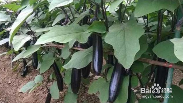 茄子种植时间和方法
