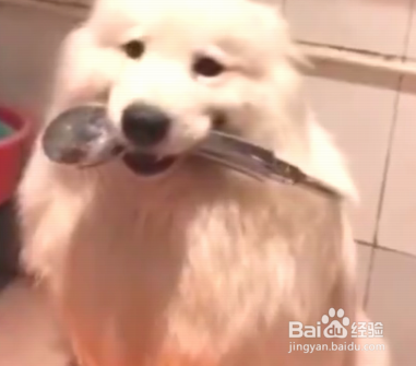 养萨摩耶需要注意的事项