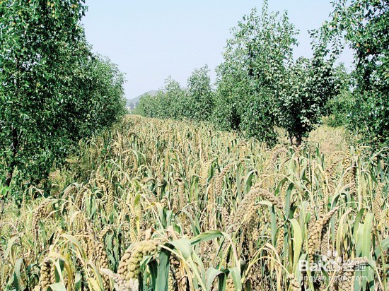 吉林种什么树好?