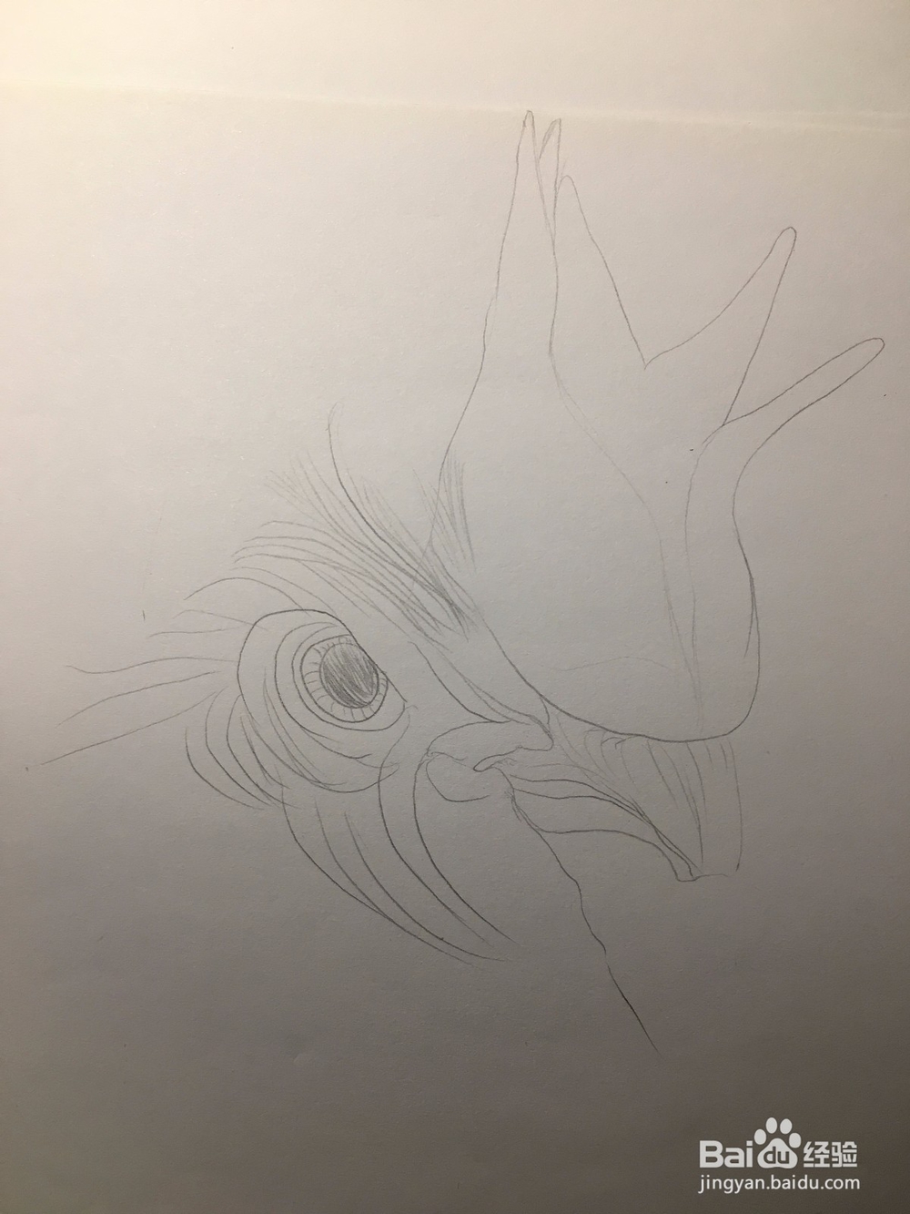 画公鸡头 鸡冠头简笔画 鸡头线描画