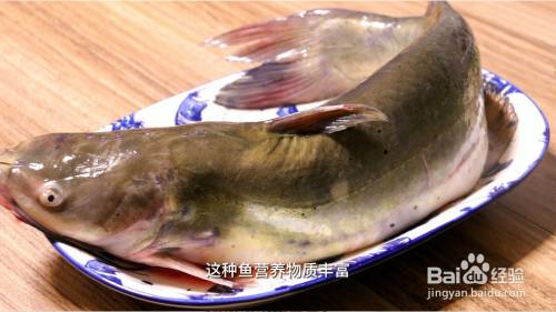 清江魚屬於什麼魚